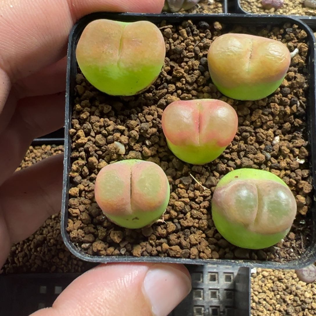 18-24水蜜桃多肉植物，