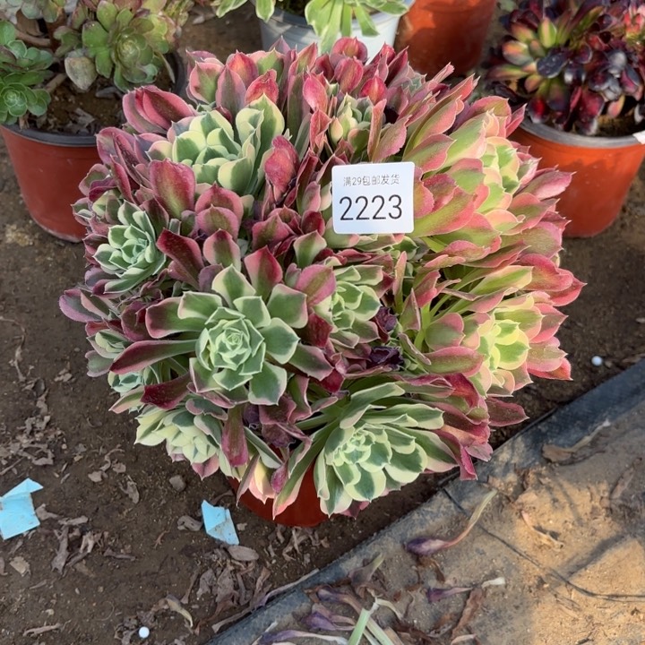 白凤多肉法师2223