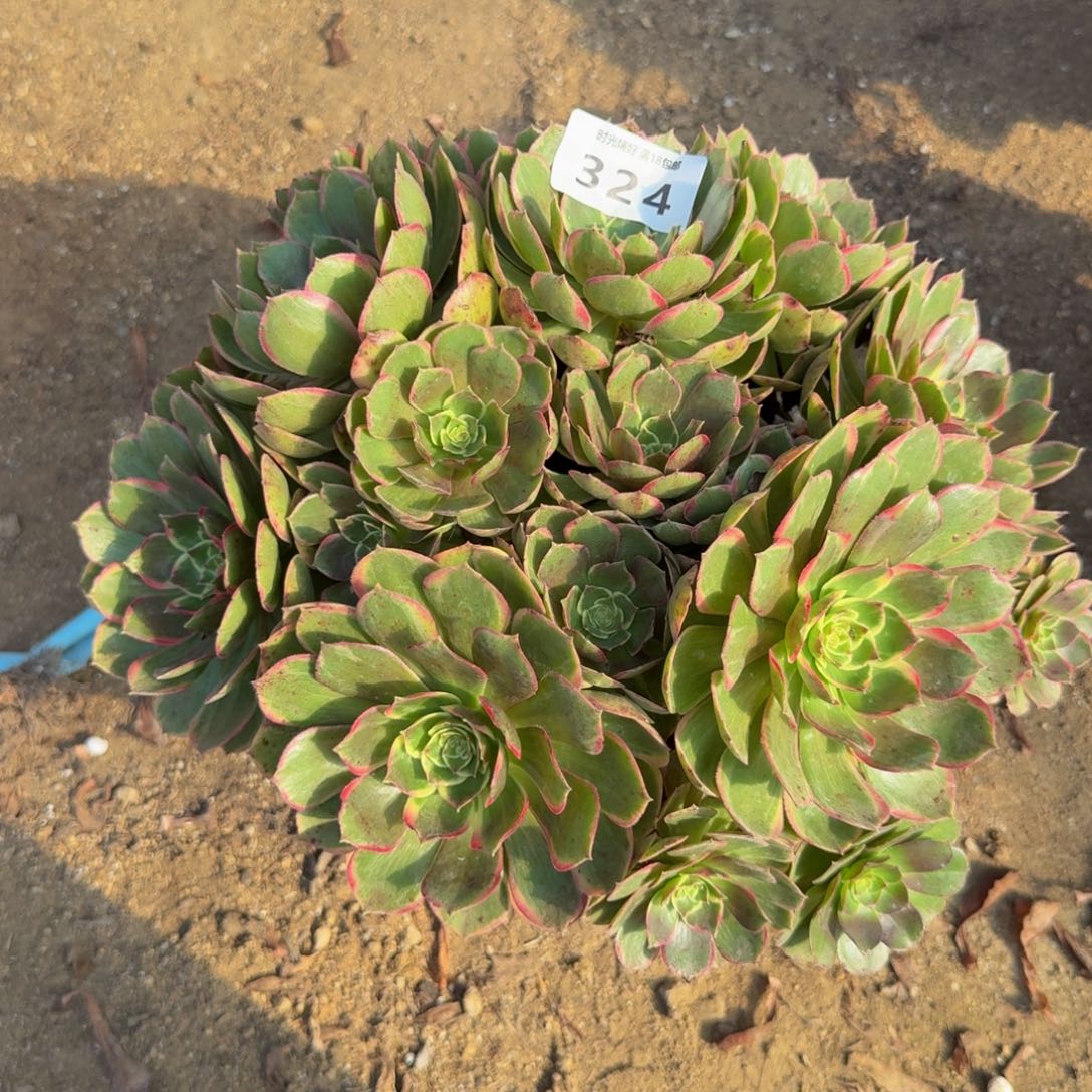 324，粉花妖。多肉植物