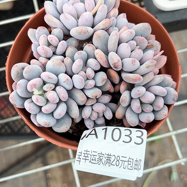 幸运的是我的朋友们