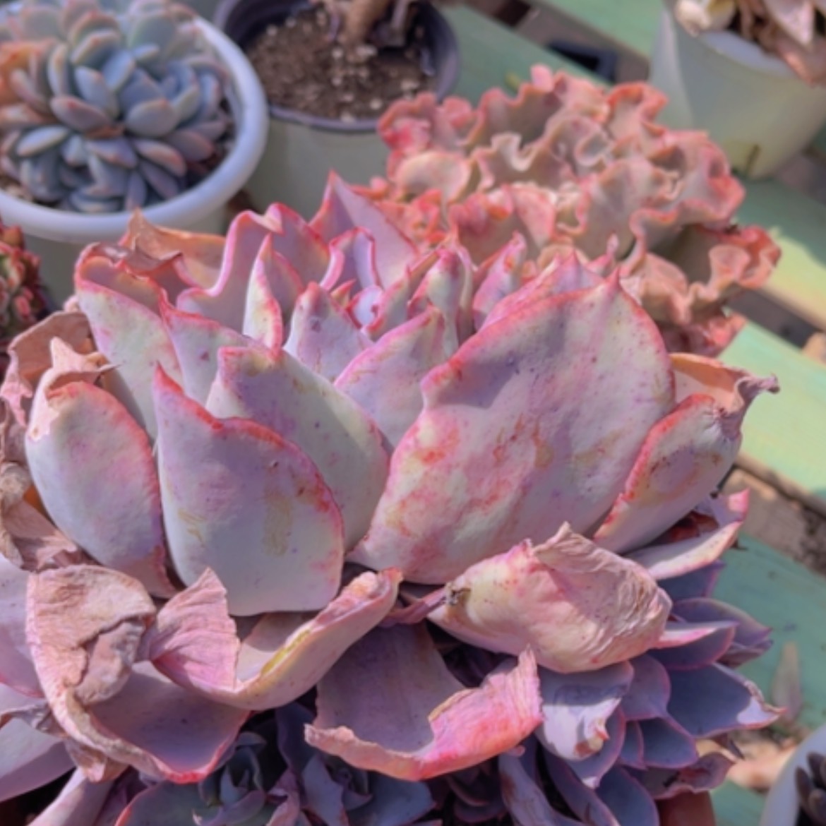 【闪购商品】晚霞20157