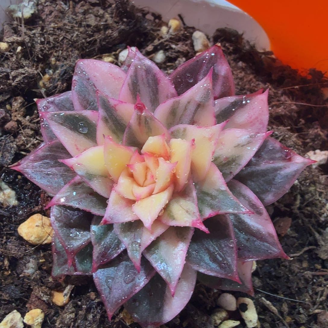 皮皮虾锦，多肉植物