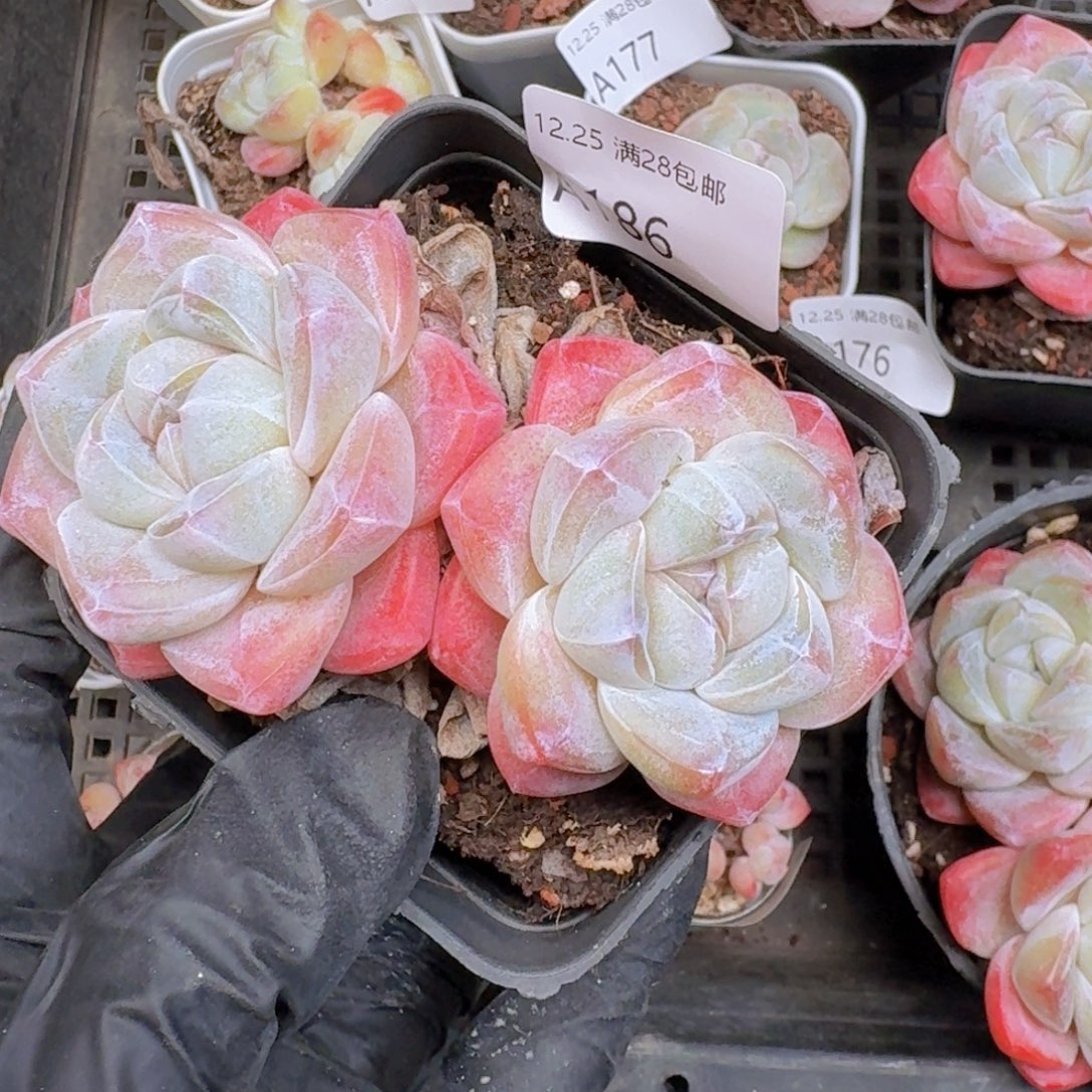 双头粉冰玉樱花冰玉脱土