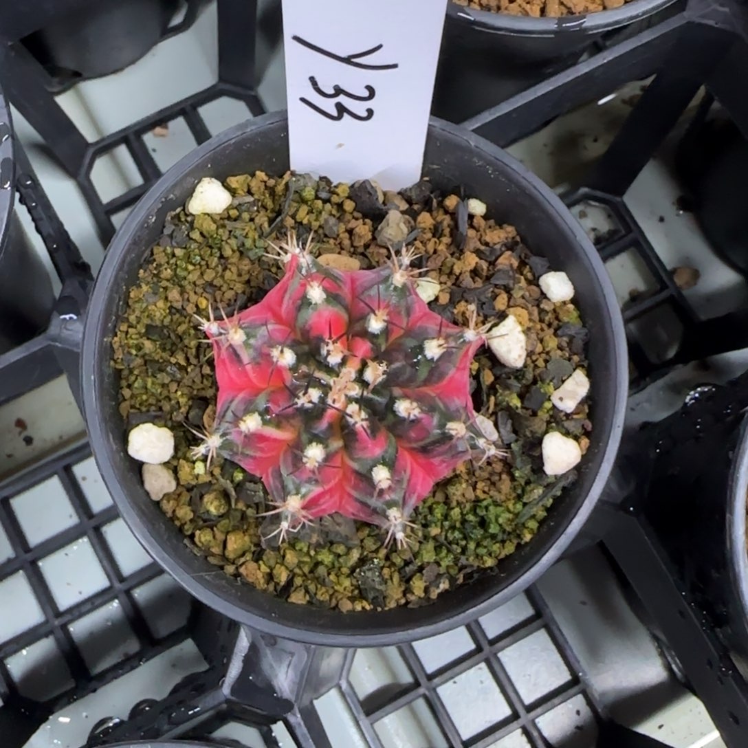 33-0212万圣节前夜脱土发多肉