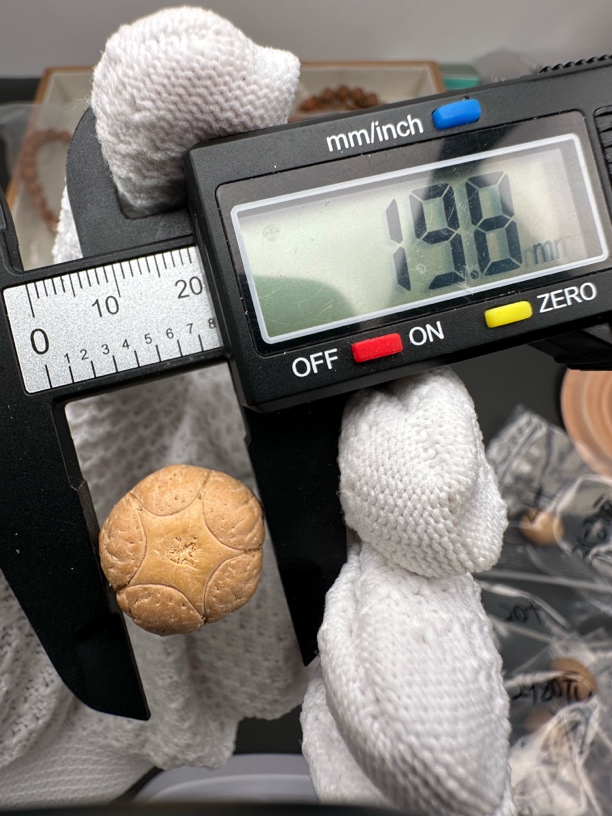 Z尼泊尔凤眼菩提，25年新籽，一物一图五星单颗19.8