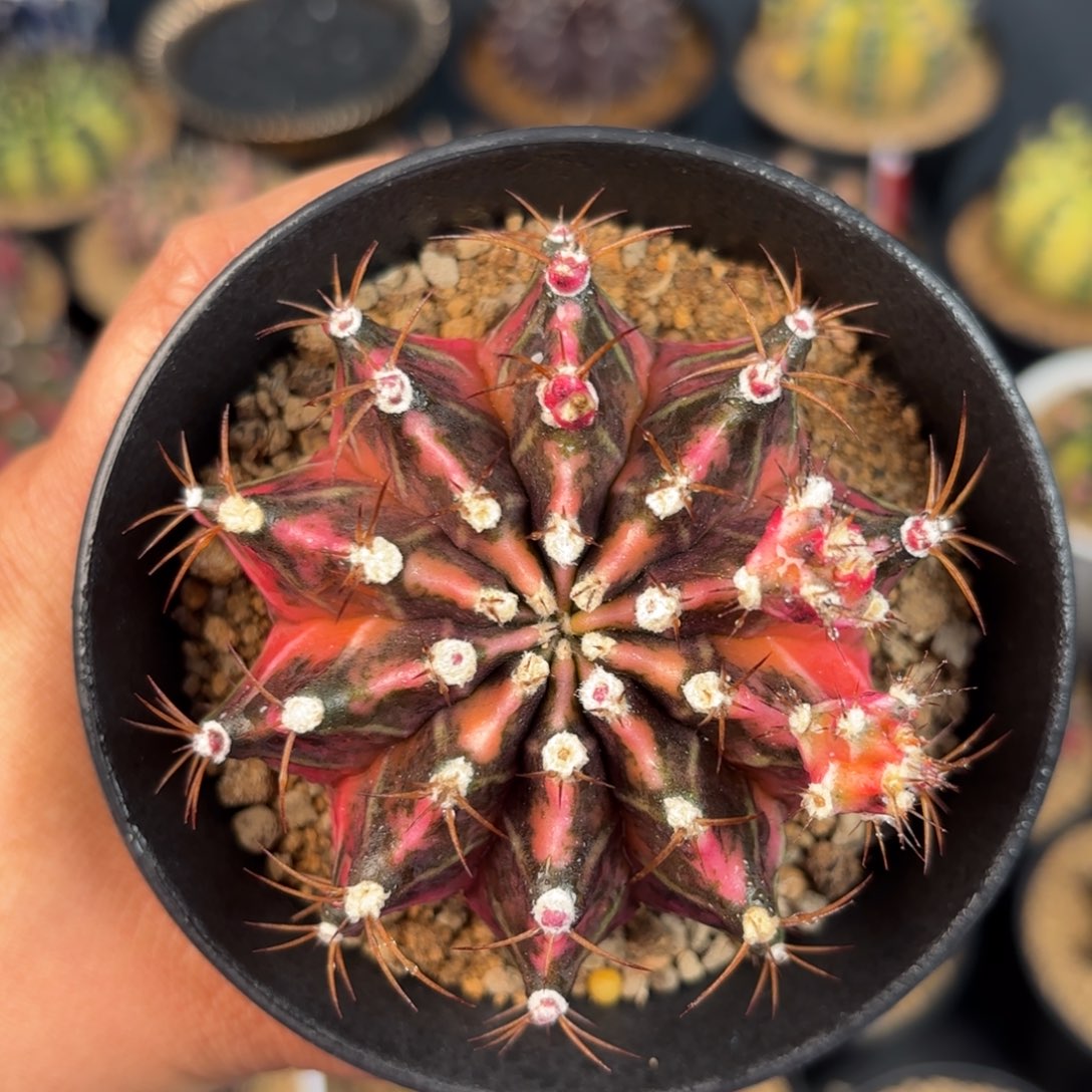 泰系米哈仙人球系列501