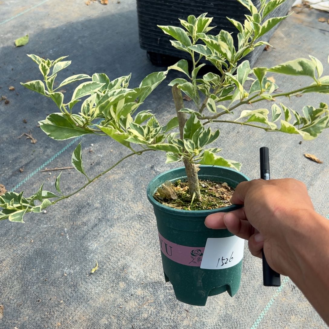 梨***爱无花朵1526定向粉布丁一棵