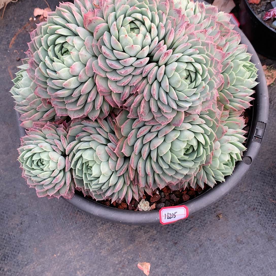 葡***甜16215朱砂痣多肉