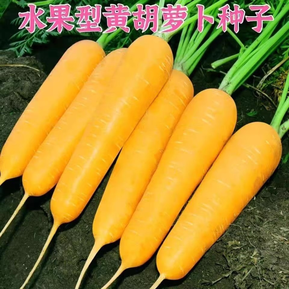 黄胡萝卜种孑齐头黄胡萝卜种子春秋四季春四季庭院蔬菜种籽