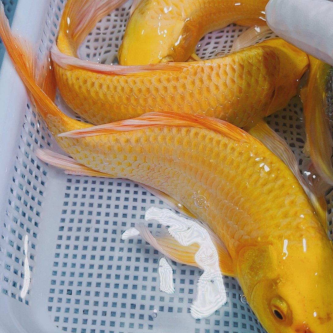 锦鲤锦鲤冷水鱼观赏