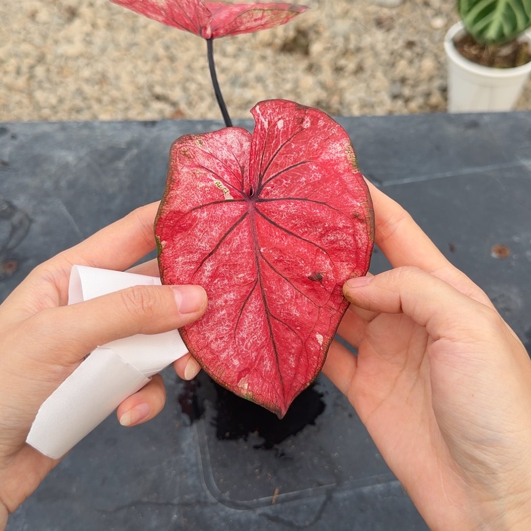 无花朵042个体养定