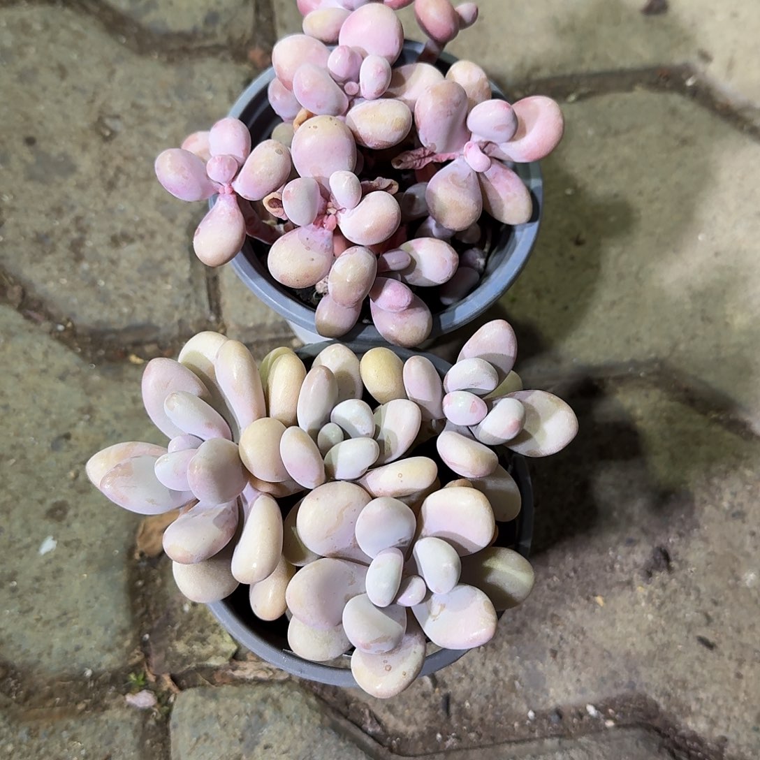 两颗桃蛋多肉致植物
