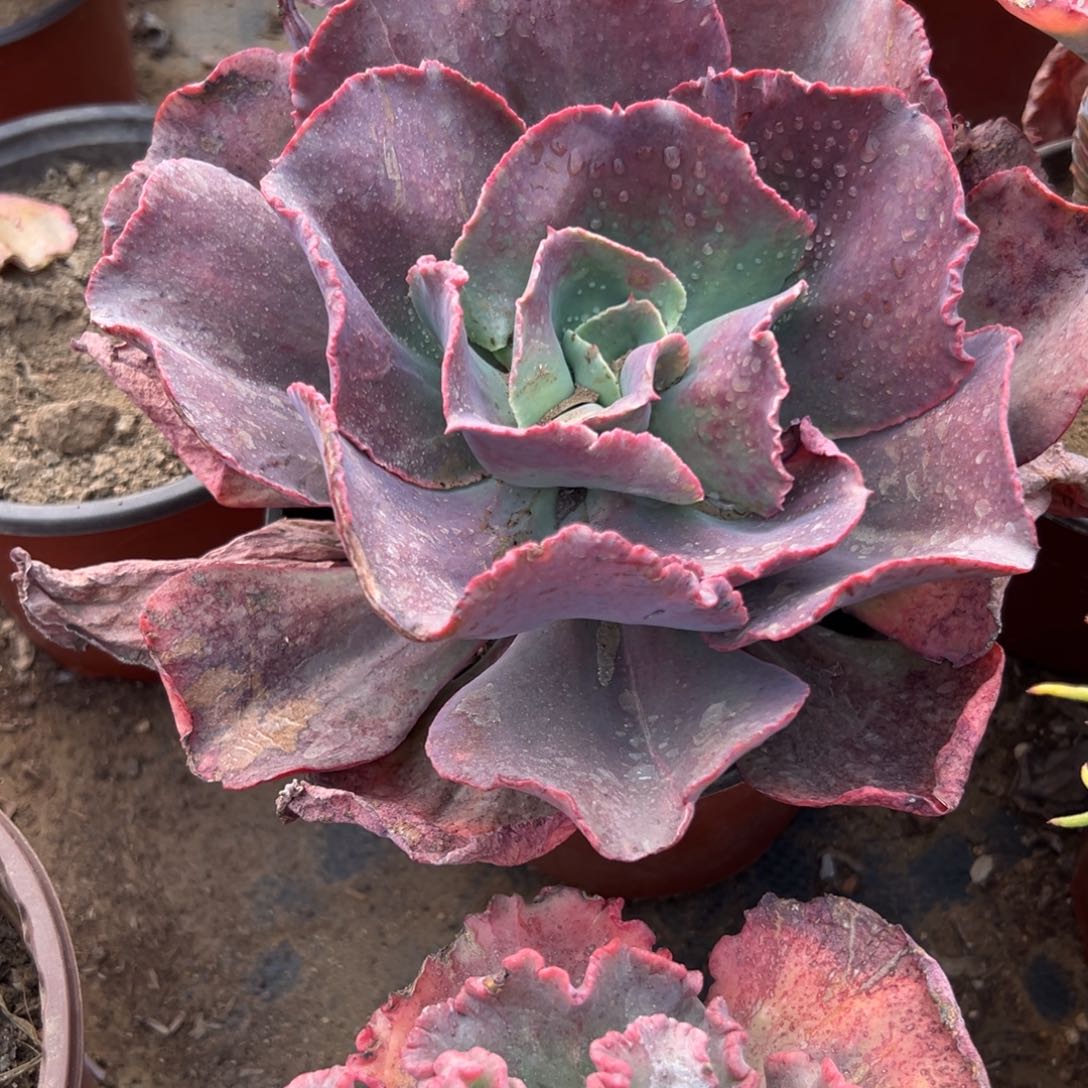 多肉植物多肉植物