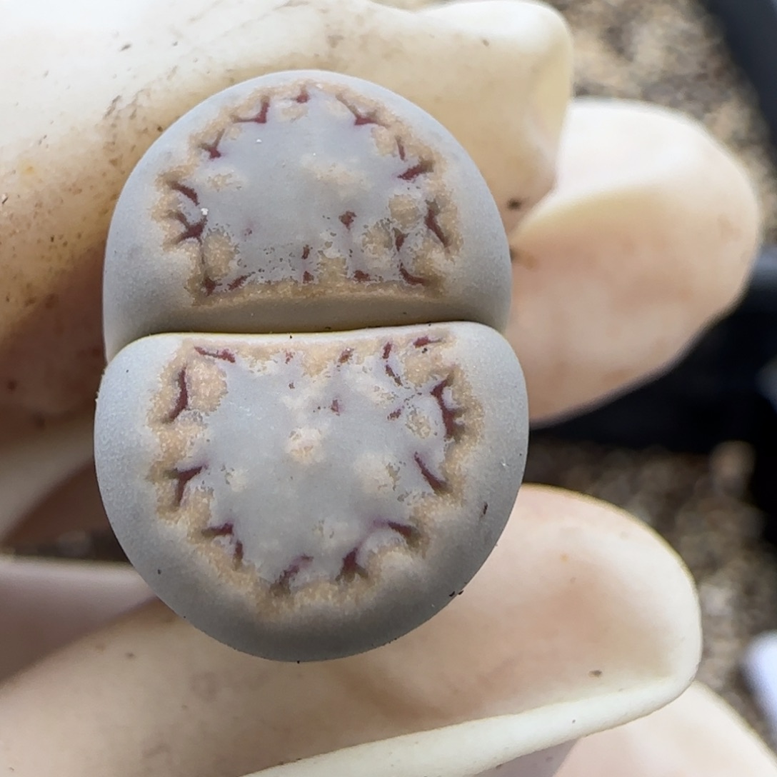 12.2爱萌多肉c216饼干福利专场8032