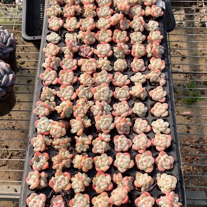 冰玉50个单双混发嗯嗯嗯好