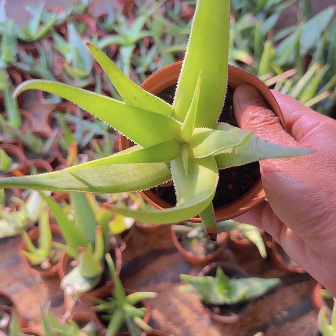 引***上块根植物块根植物块根