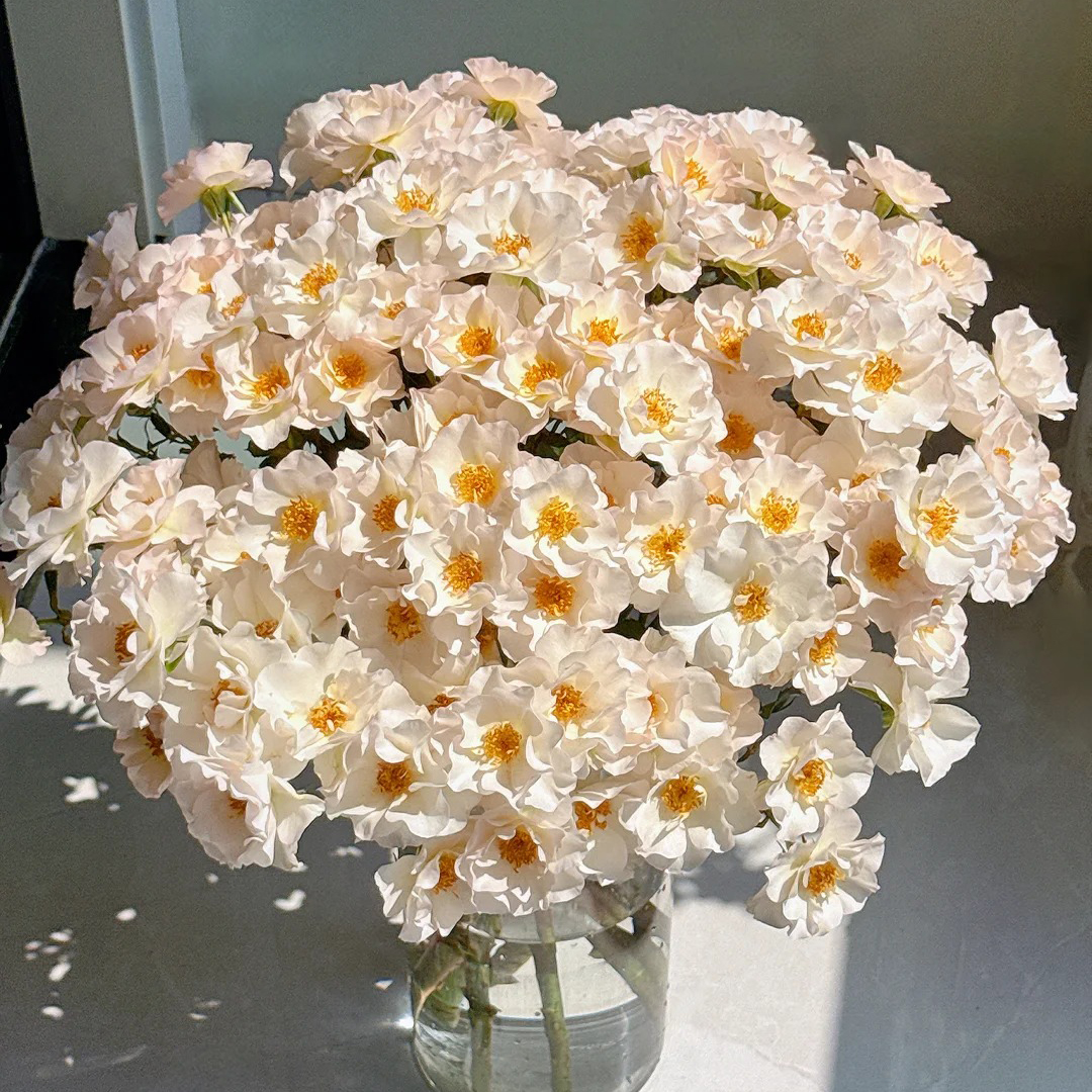 #【白玉仙子】高品质鲜切花云南基地直采顺丰直发玫瑰花