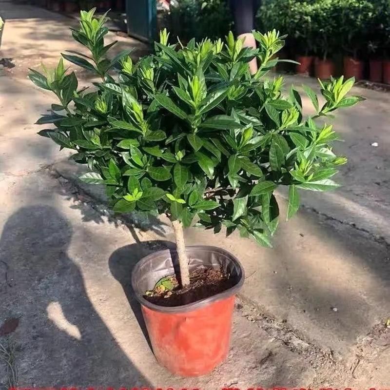 独杆小叶叶牡丹栀子花盆栽室内外四季花卉植物开花浓香型带花苞