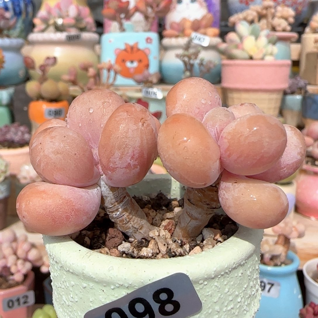优选 蛋黄奶 一物一拍