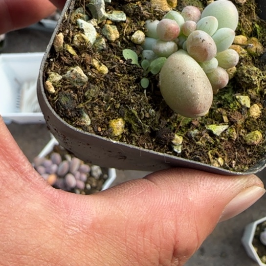 多***儿248烟花多肉植物多