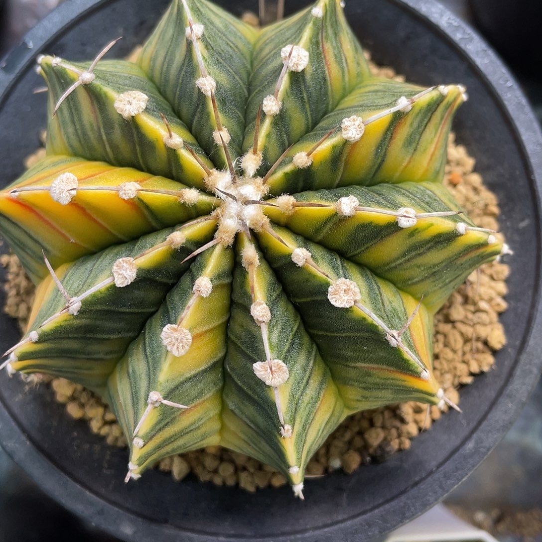 1-218肋骨锦9厘米