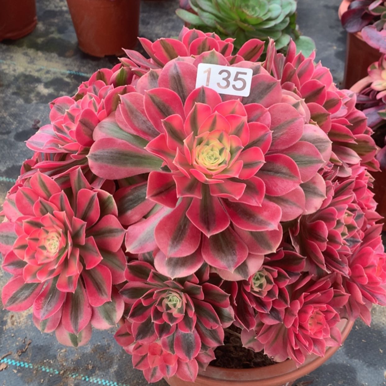 【闪购商品】135粉女巫