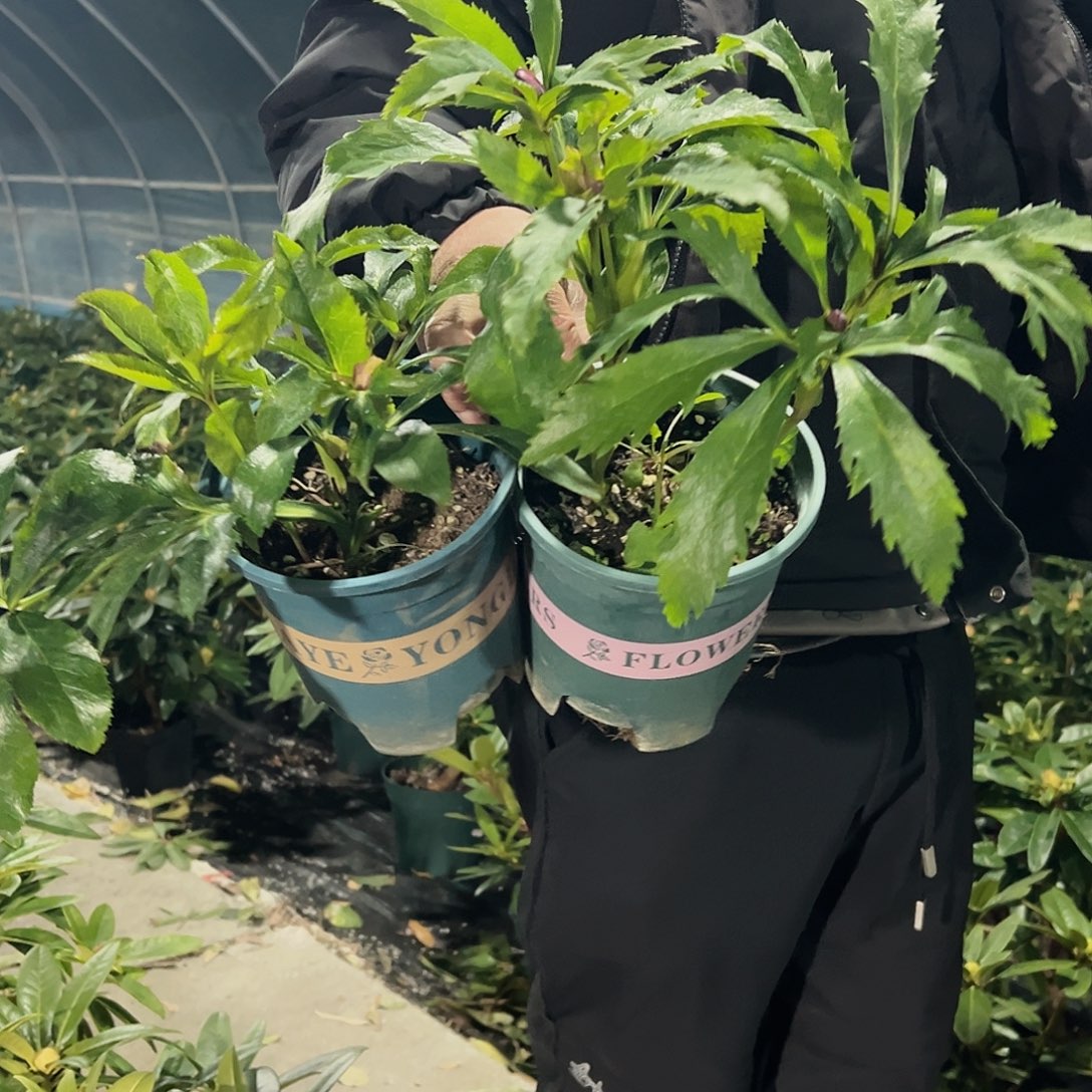 无花朵两颗接筷子