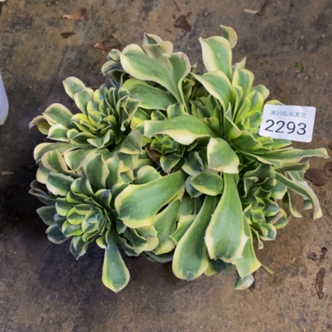 绿豆沙多肉植物2293