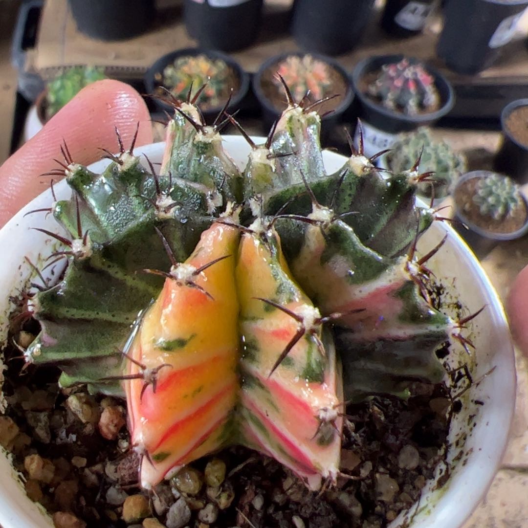 当前无花栽培后可以开花704