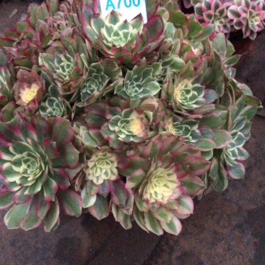 小***方无花朵与芙蓉法师多肉植物700号