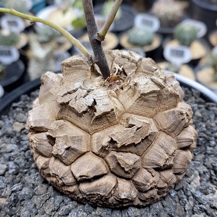 实生南非龟甲龙172号7.2cm