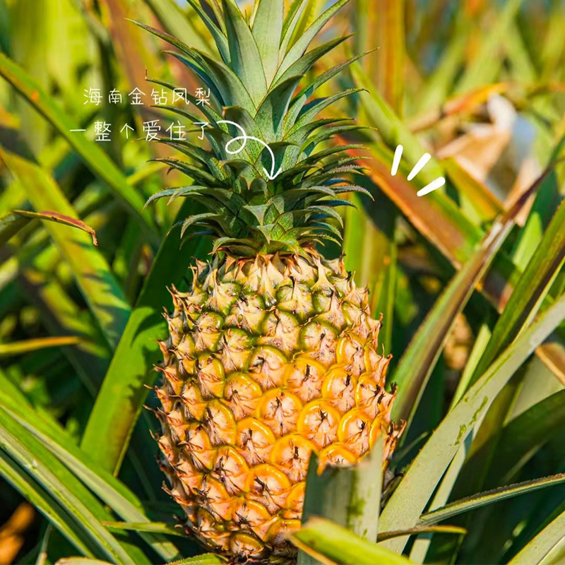 正宗海南金钻凤梨精品大果王单果2.2斤起海南金钻凤梨（peng）