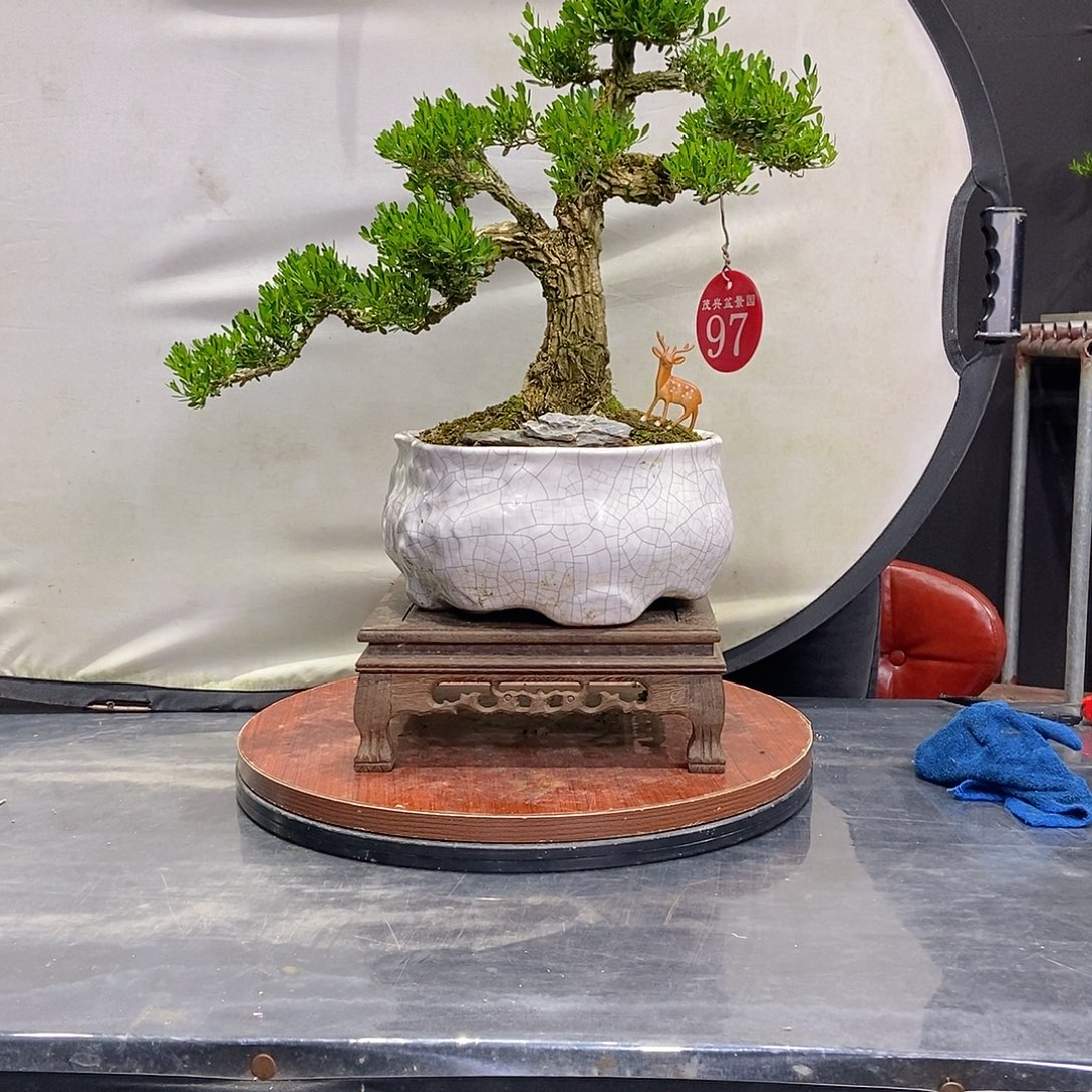 何***心无花朵广东皱皮黄杨盆景