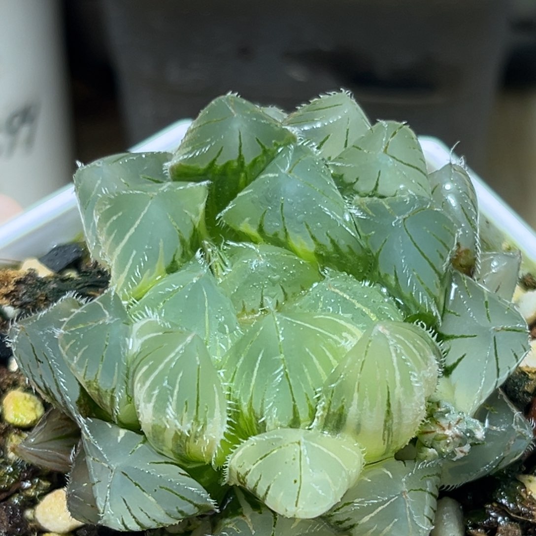 恭喜发财大吉大利0005