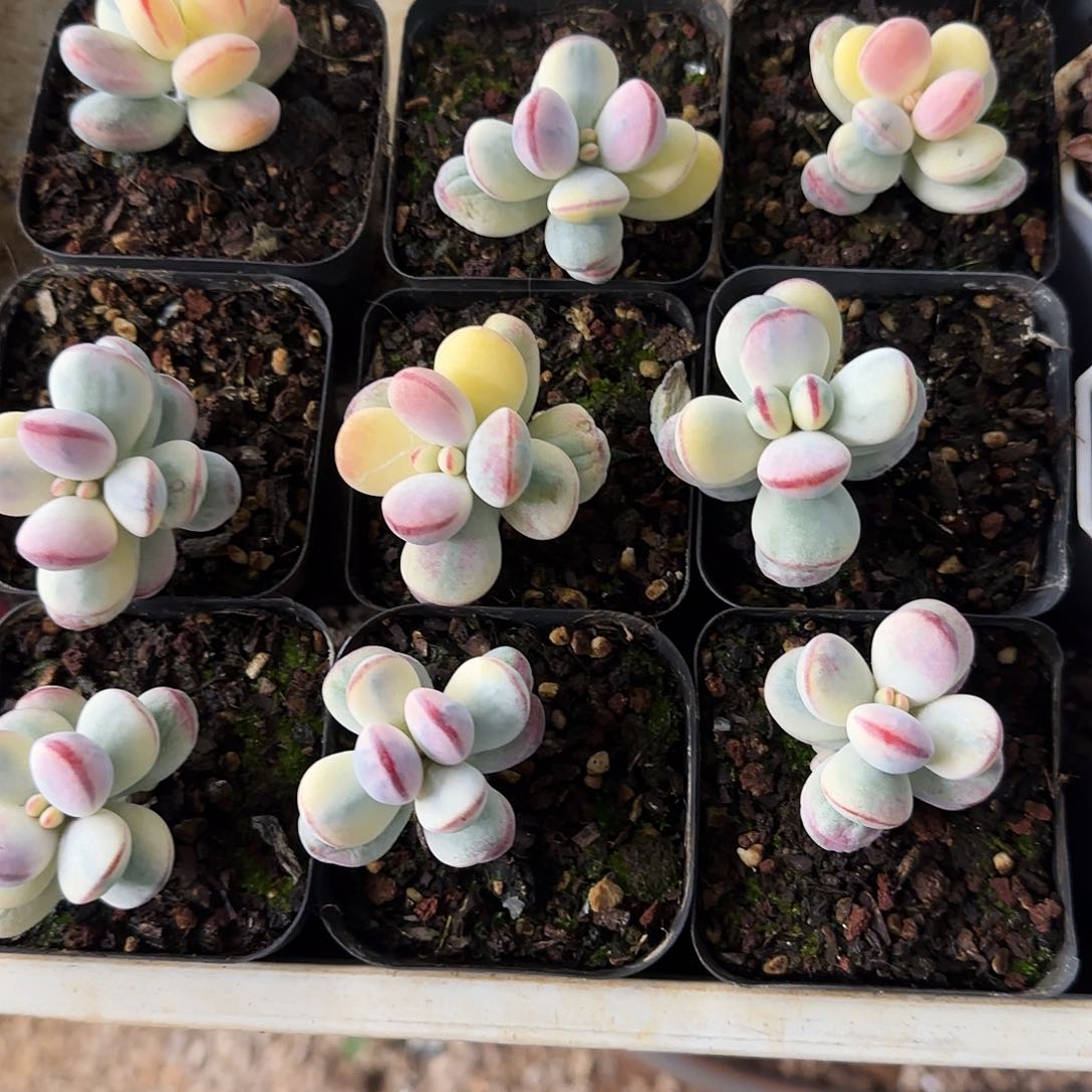 乒乓夫娘锦多肉植物