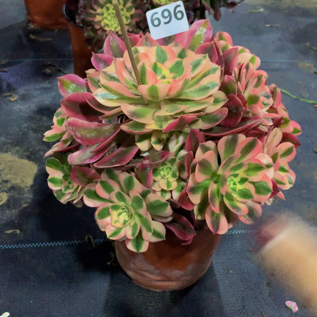 【闪购商品】萍*～696女巫福利