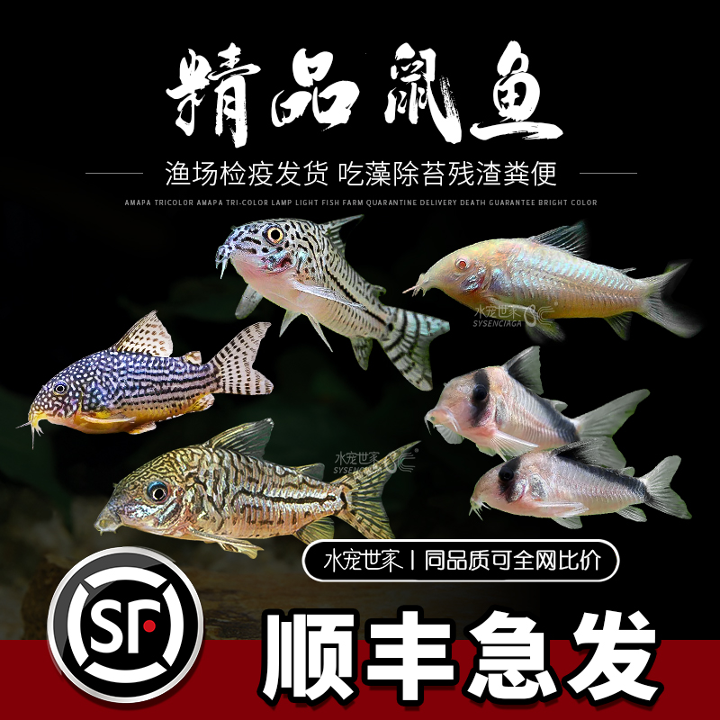 清道夫工具鱼混养花椒鼠珍珠鼠白老鼠鱼清洁鱼清洁鱼排名第一名