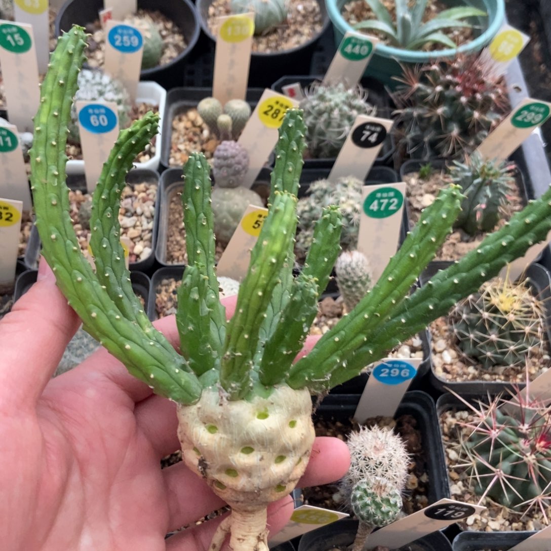 实生九头龙4.1cm一棵仙人球