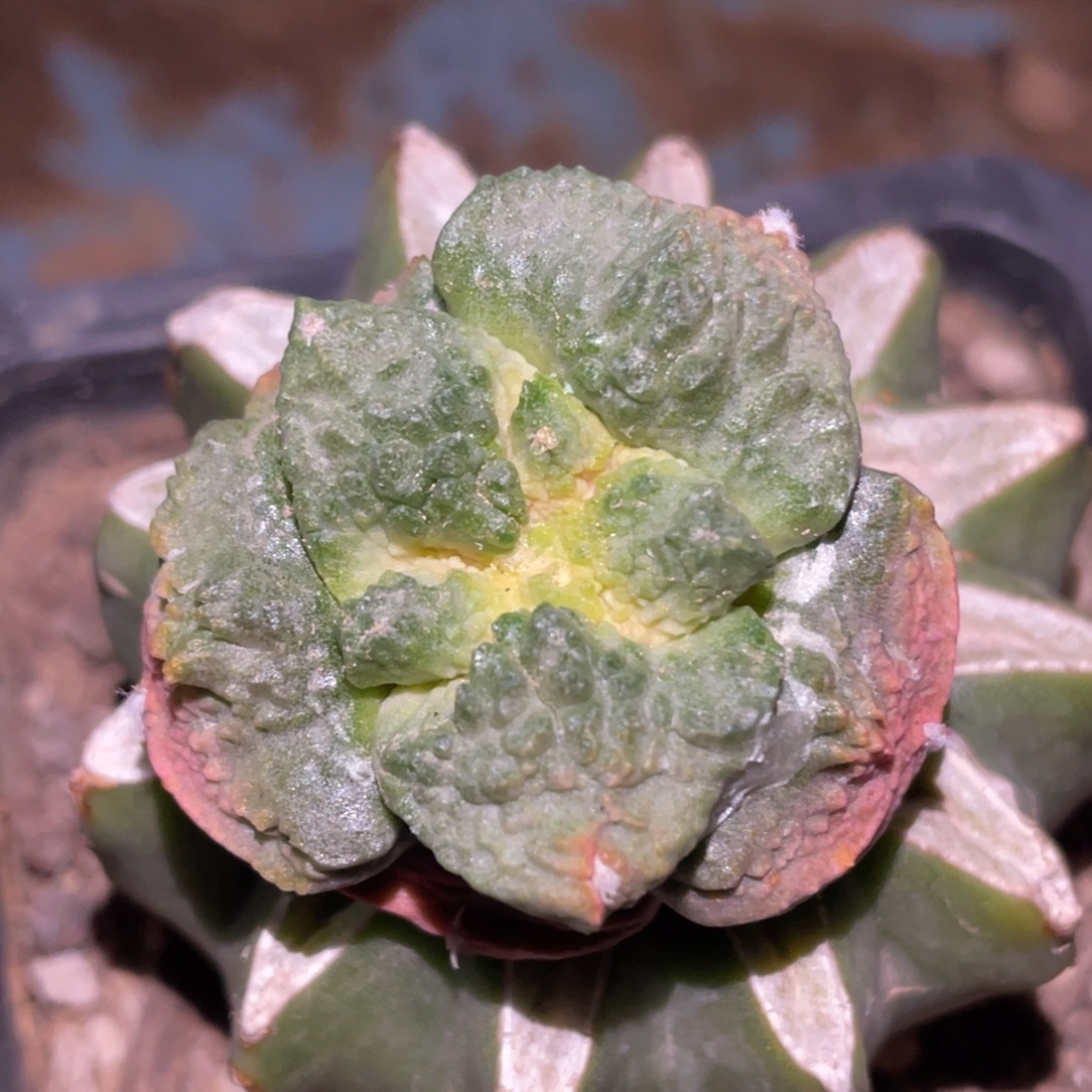 无花朵仙人球开花 牡丹锦