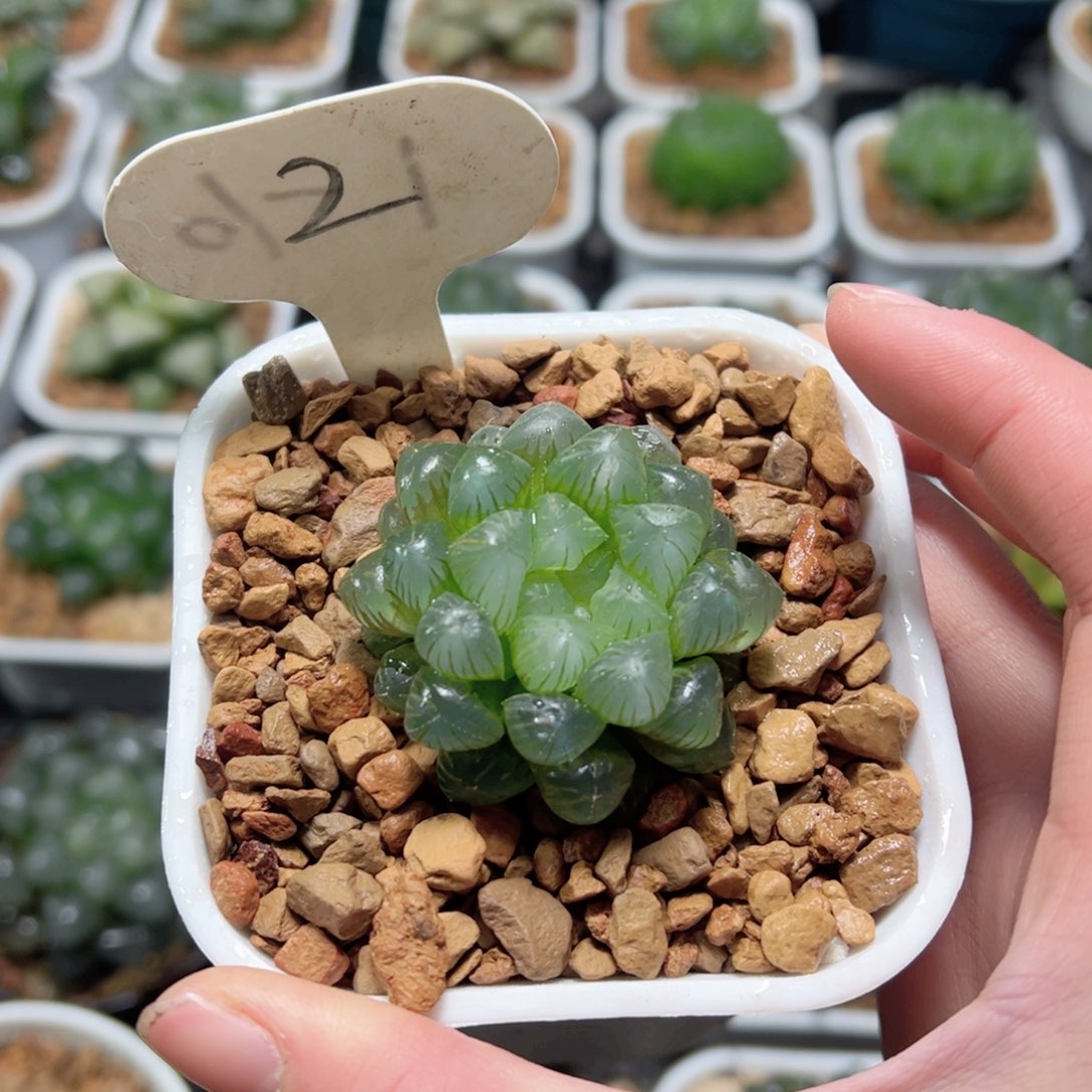 姬玉露玉露多肉植物