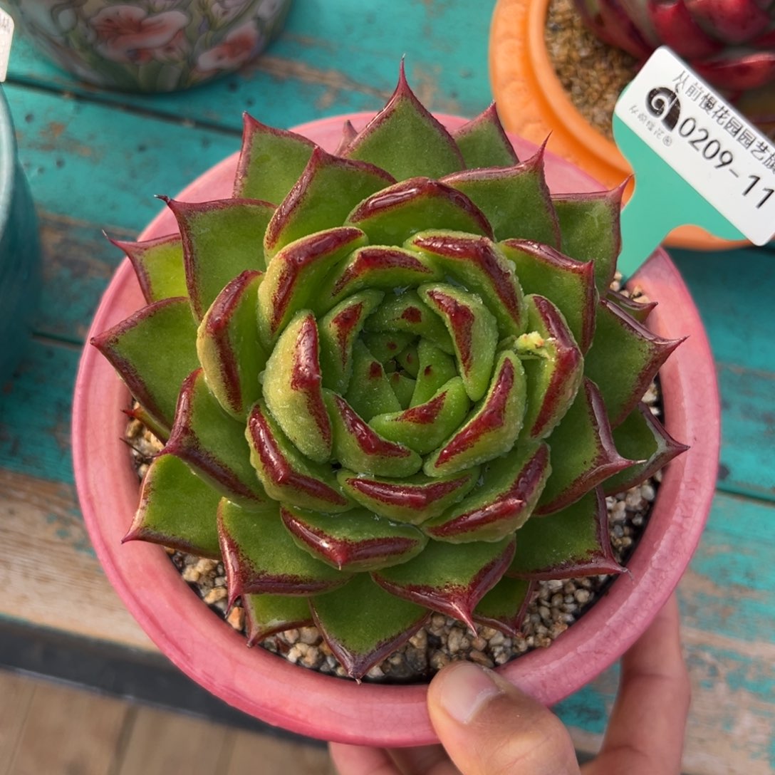 多肉一物一拍0209-11