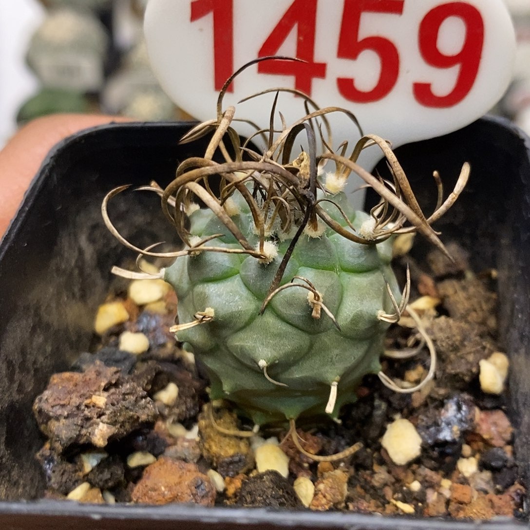 1459福利特价来了哦耶