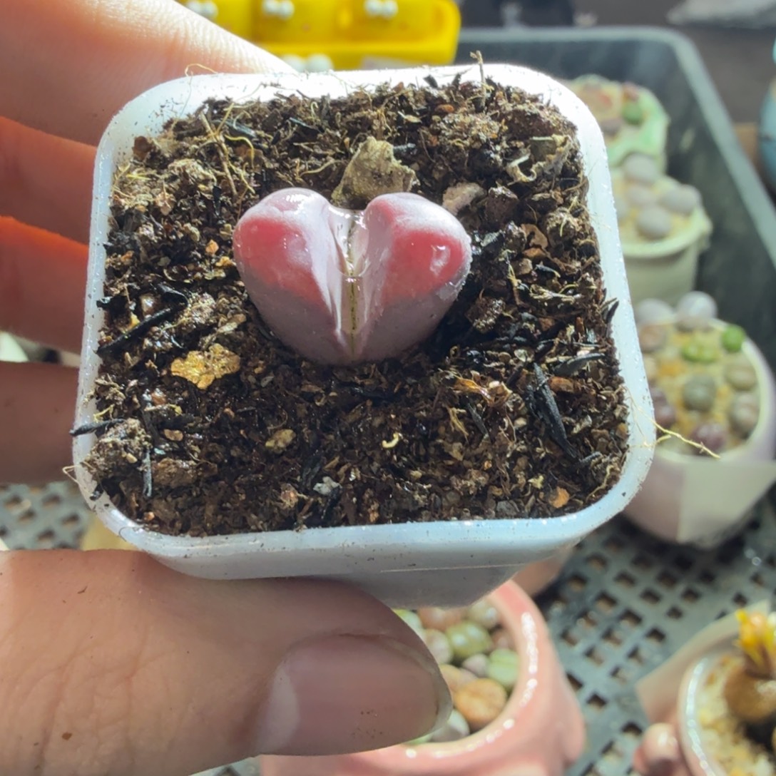 多肉植物和植物等885