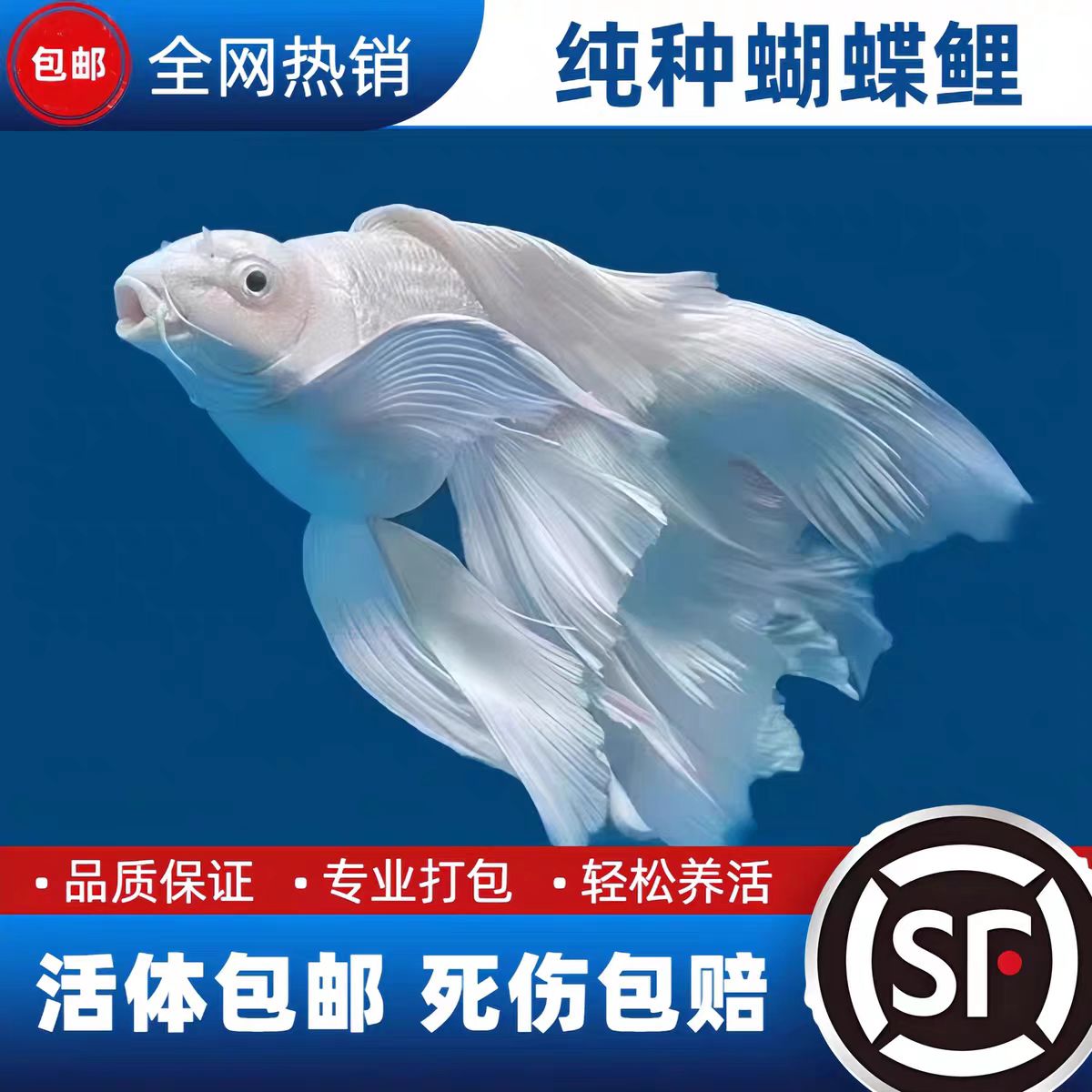 20-24精品纯种短球体长尾蝴蝶鲤冷水观赏鱼苗好养耐活到家观赏鱼