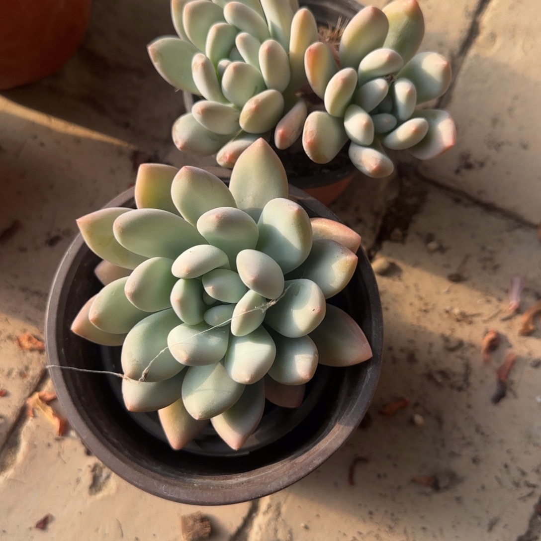 无花朵90香水单或双