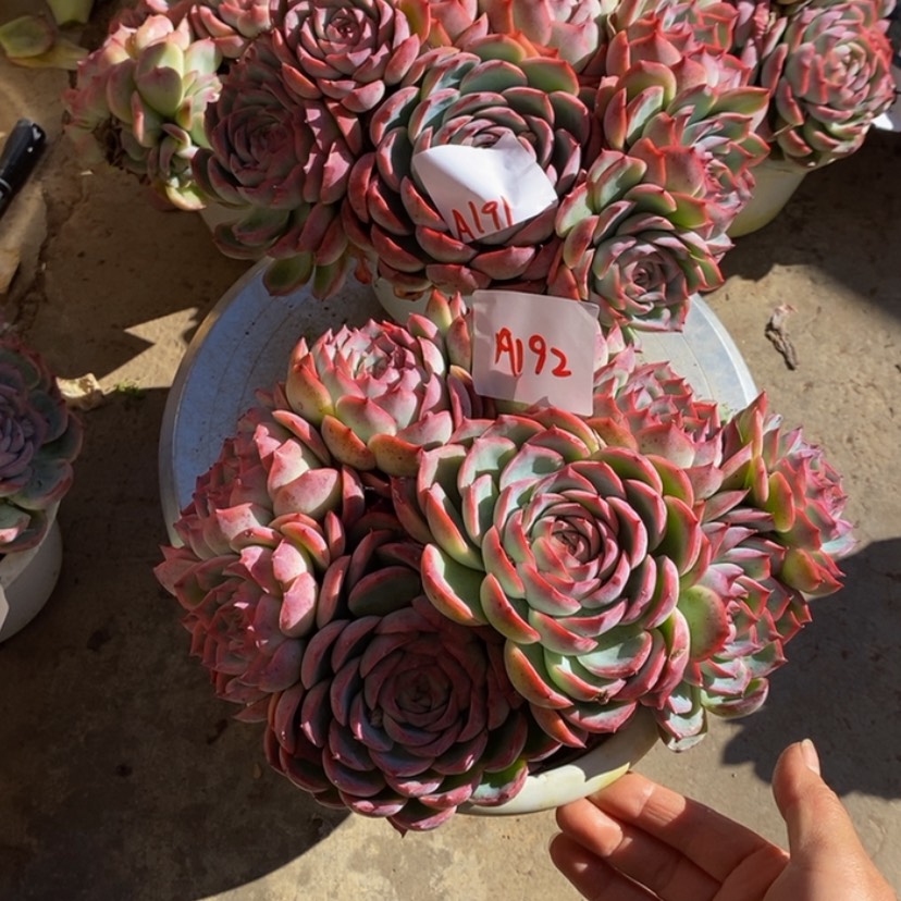 【闪购商品】随**-多肉植物的