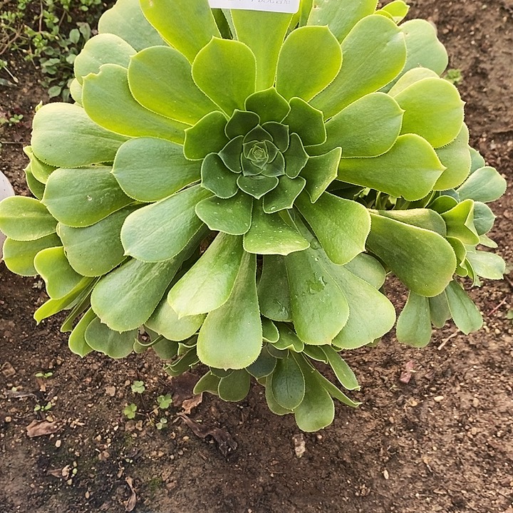 932绿杨蓉多肉植物