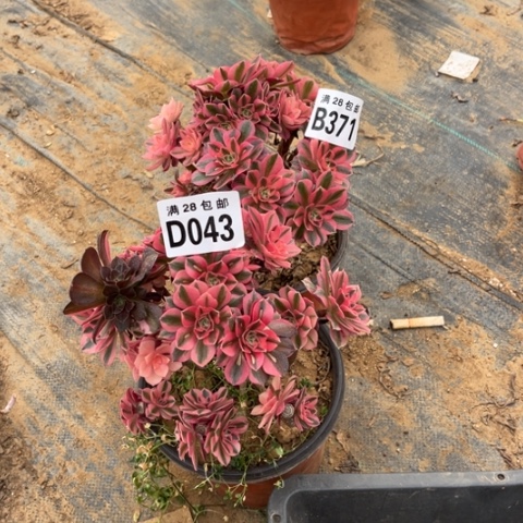 043女巫母本不售后