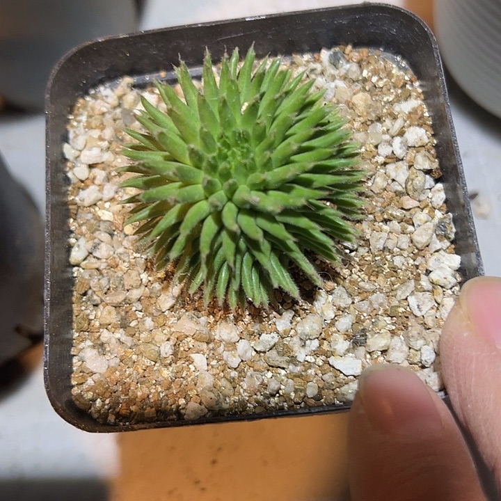 满38包邮2天凑单，脱土晾根发货多肉植物实生海胆大戟