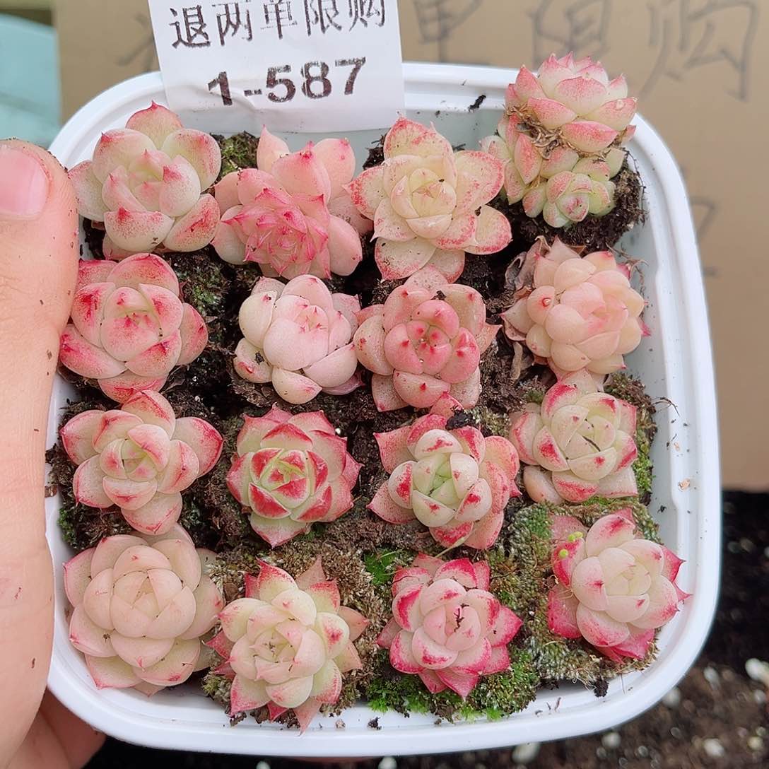 1-587 新疆西藏内蒙不发12.8包邮2-3公分 开播